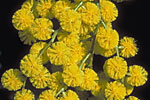 Acacia pycnantha - Photo R. Hotchkiss A5027