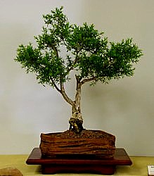 photo of bonsai - click to enlarge