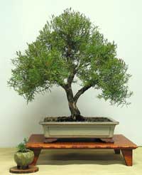 photo of bonsai - click to enlarge