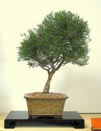 photo of bonsai - click to enlarge