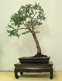 photo of bonsai - click to enlarge