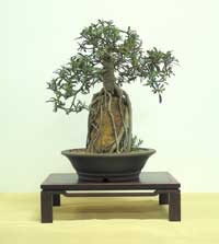 photo of bonsai - click to enlarge