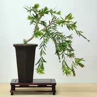 photo of bonsai - click to enlarge