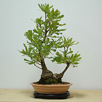 photo of bonsai - click to enlarge