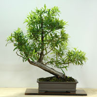 photo of bonsai - click to enlarge