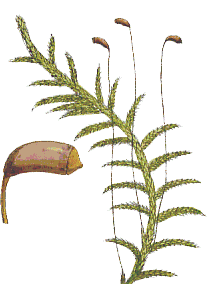 Hypnum cuspidatum : Berkeley illustration