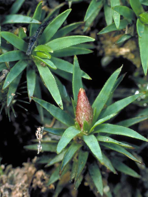 Dawsonia longiseta