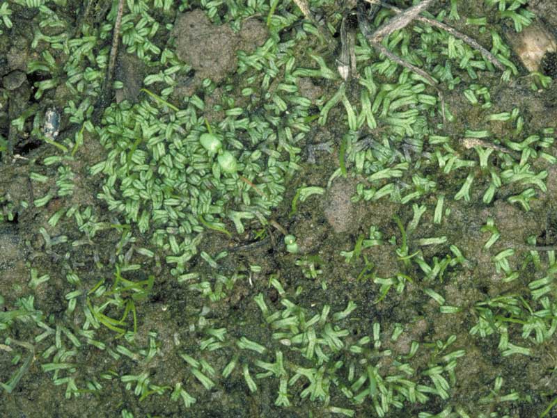 Riccia multifida