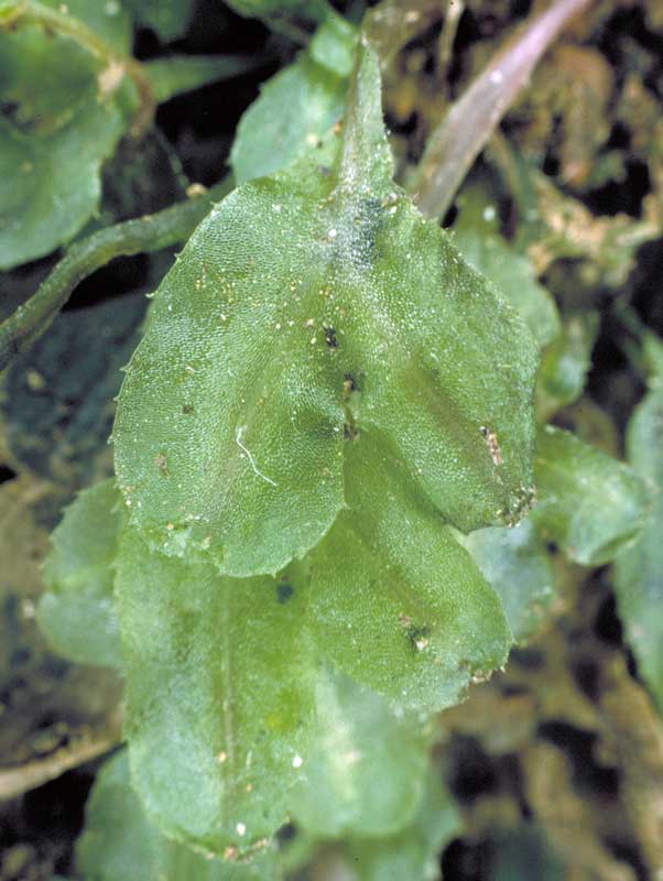 Symphyogyna podophylla