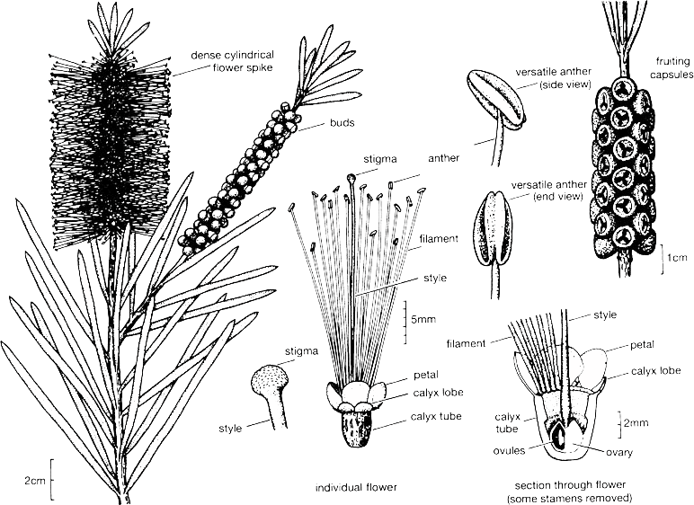 Callistemon illustration