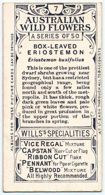 cigarette card back