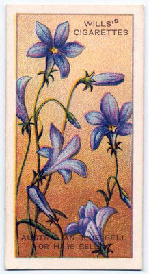 cigarette card front