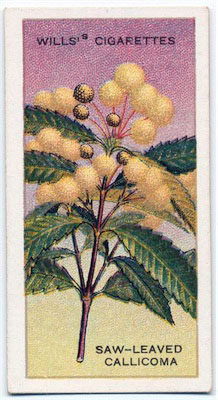 cigarette card front