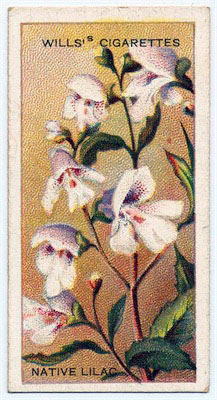 cigarette card front