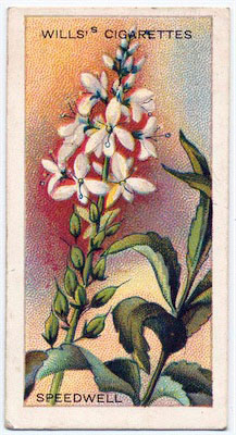 cigarette card front