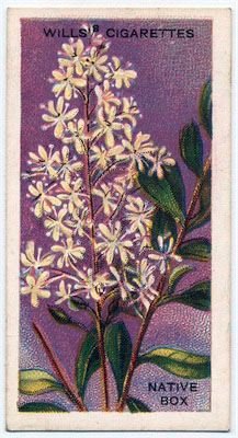 cigarette card front