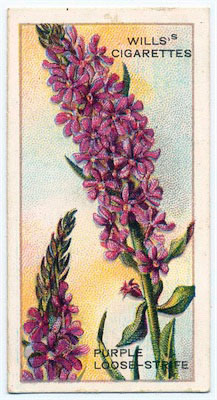 cigarette card front