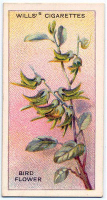 cigarette card front