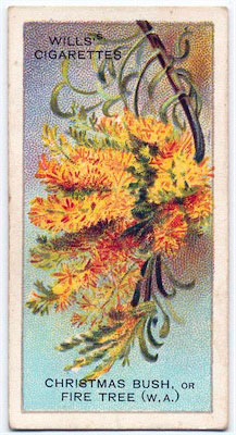 cigarette card front