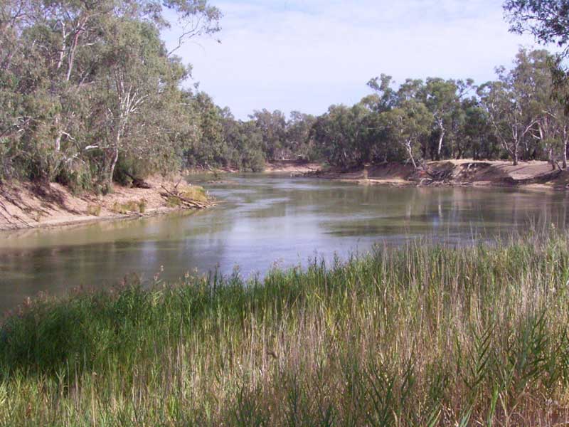 Eucalyptus camaldulensis