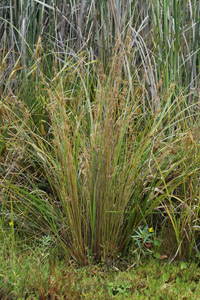 Habit of Juncus usitatus - click to enlarge