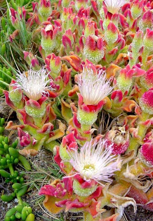 Mesembryanthemum crystallinum