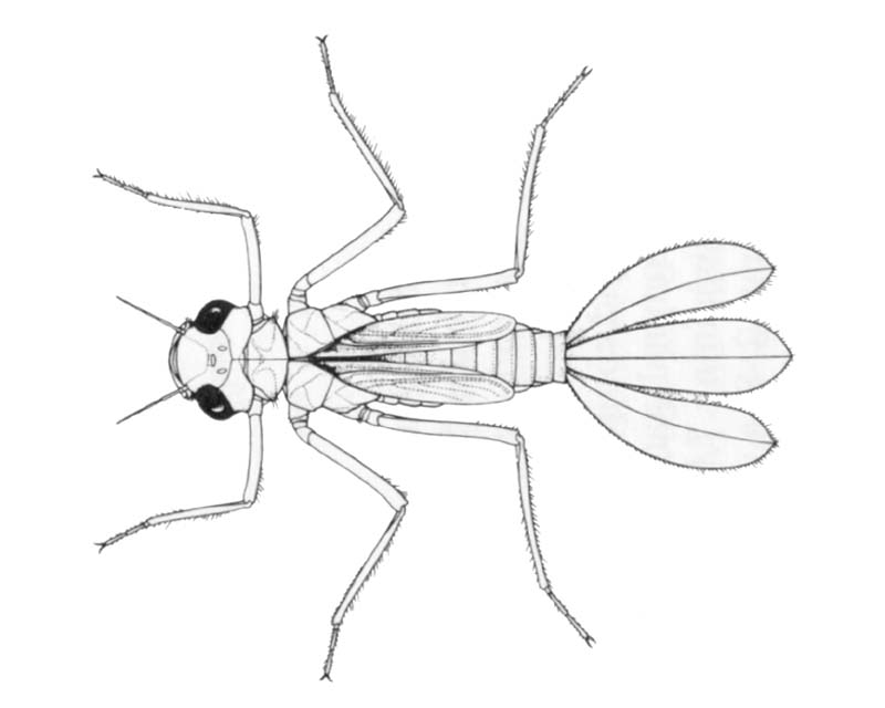 Austroargiolestes icteromelas