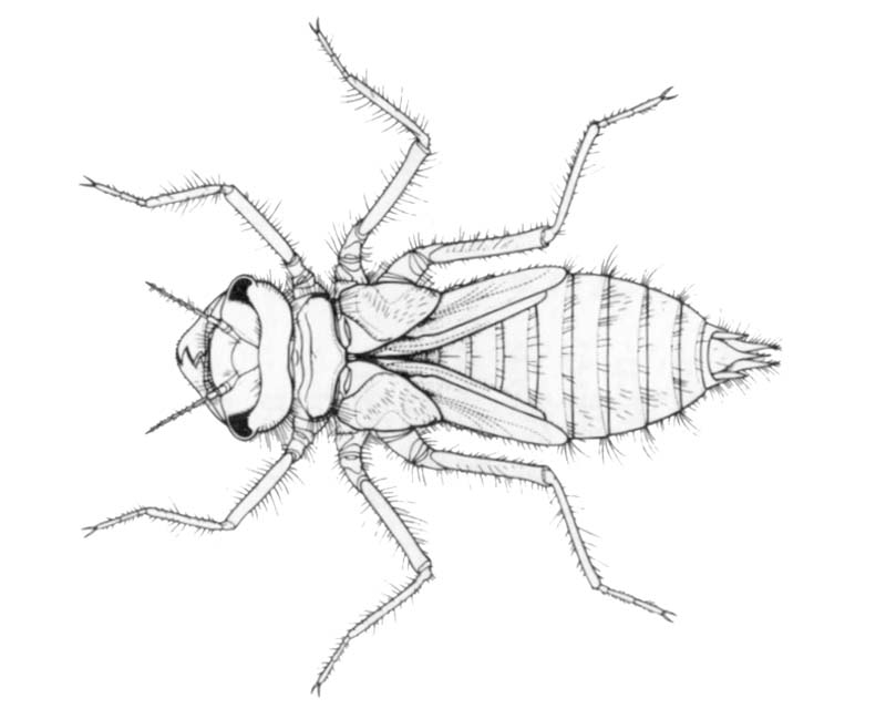 Synthemis macrostigma