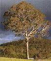 A Gum Tree Guide