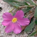 Calandrinia balonensis