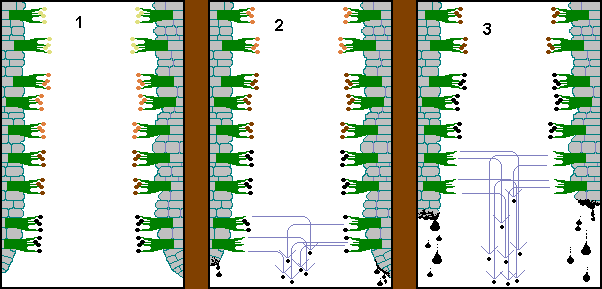 illust: coprinus gills