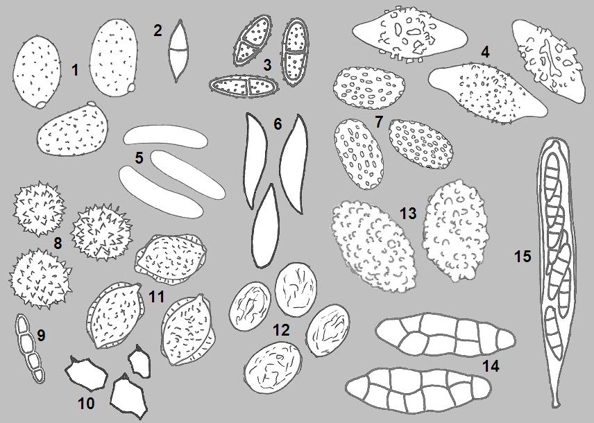 Basidia examples