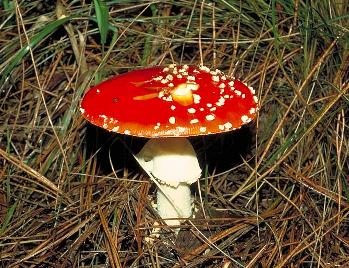 Amanita muscaria