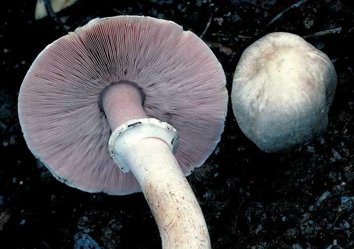 photo: Agaricus sp.