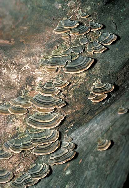 Trametes versicolor