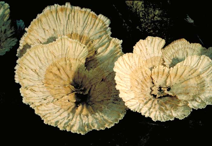 photo: Cymatoderma elegans var. lamellatum