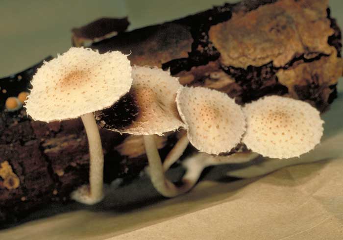 photo: Psathyrella sp.