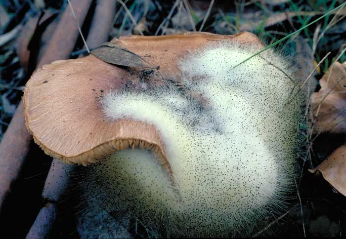 photo: mould on Cortinarius sp.