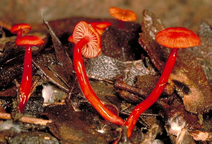 photo: Mycena viscidocruenta