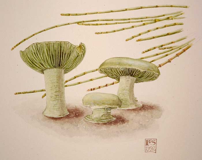 Amanita austroviridis - painting