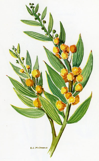 illustration: Thysanotus juncifolius