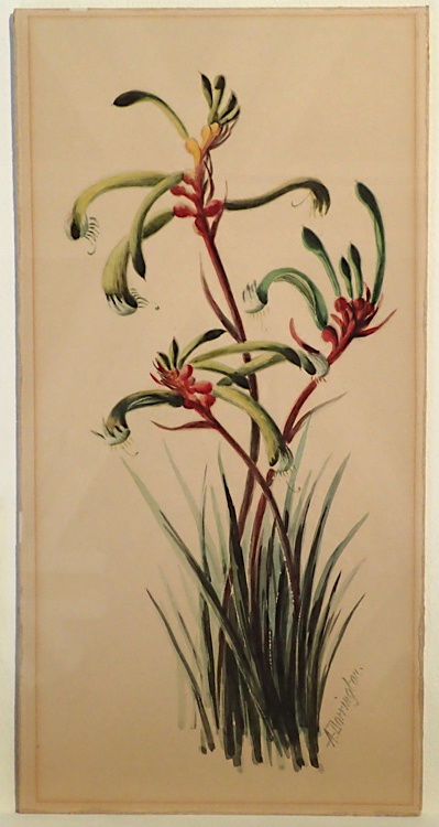 illustration: Thysanotus juncifolius