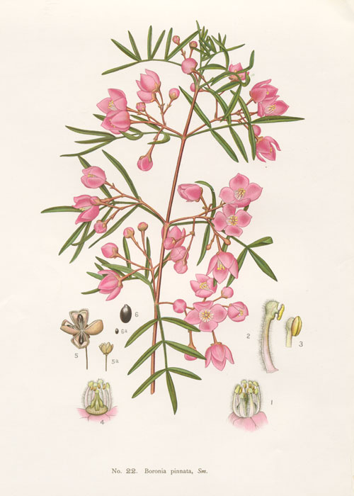 illustration: Boronia pinnata