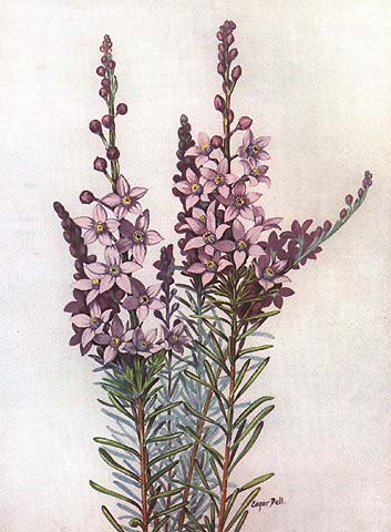 illustration: Eriostemon spicatus