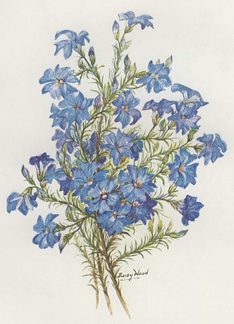 illustration: Thysanotus juncifolius