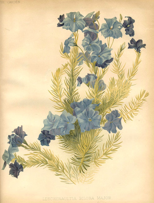 illustration: Lechenaultia biloba