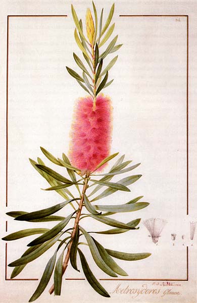 illustration: Callistemon glaucus