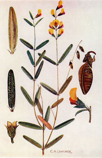 illustration: Thysanotus juncifolius