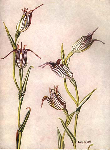 illustration: Pterostylis recurva