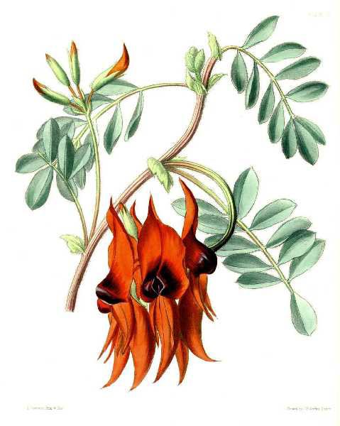 illustration: Swainsona formosa